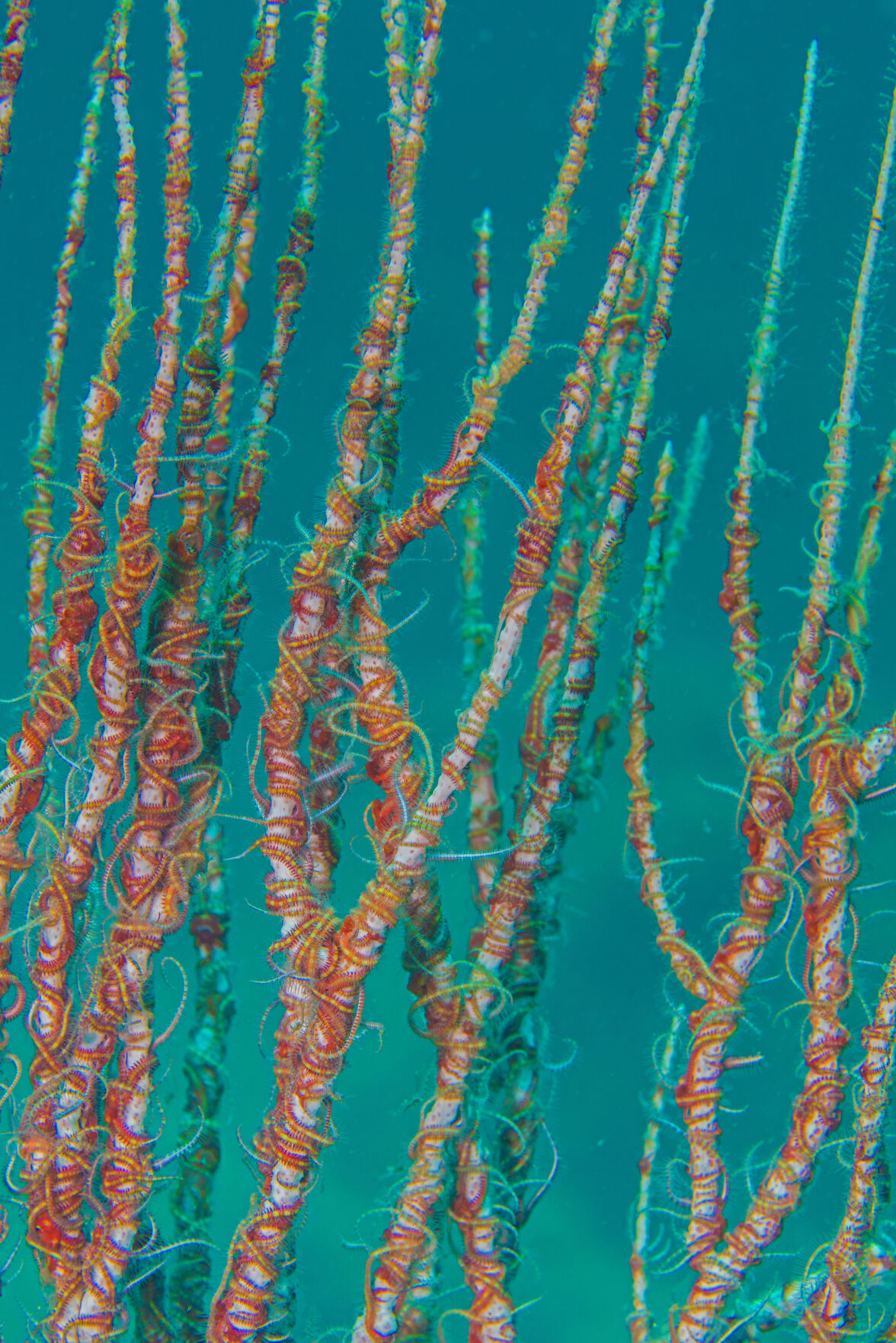 Night diving, Sea of Cortez, San Carlos